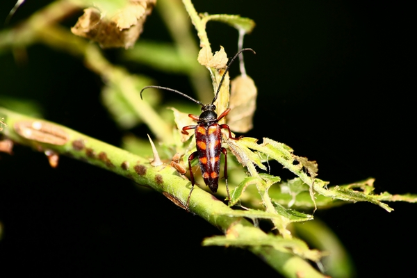 Leptura aurulenta